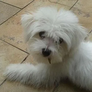 Cachorro ra a Maltês idade 1 ano nome Woody GRATIFICA