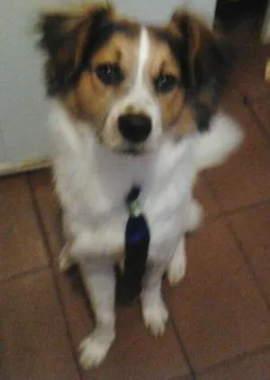 Cachorro raça Vira lata idade 2 anos nome Billy