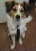Cachorro raça Vira lata idade 2 anos nome Billy