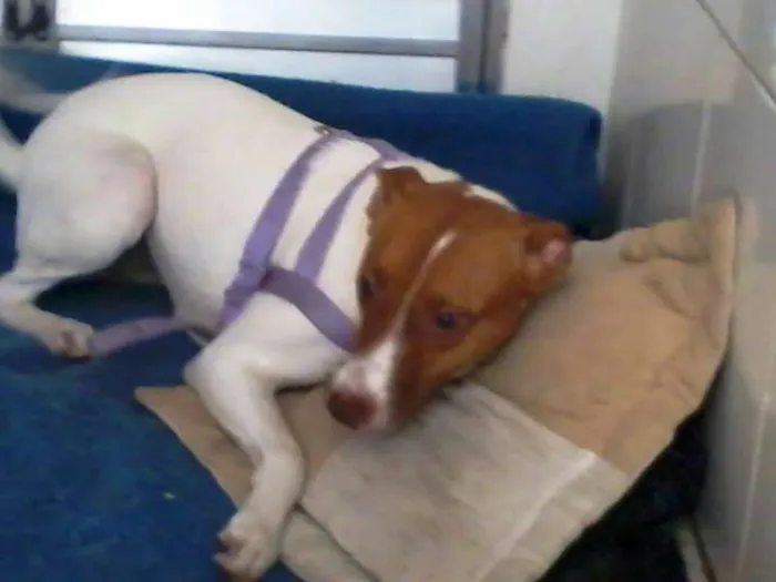 Cachorro ra a Vira-Lata idade 2 a 6 meses nome Mel