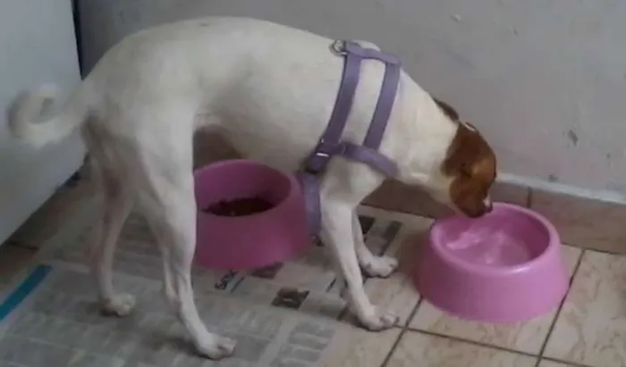 Cachorro ra a Vira-Lata idade 2 a 6 meses nome Mel