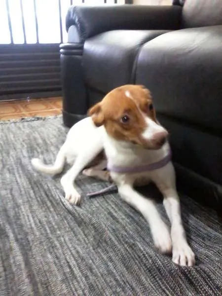 Cachorro ra a Vira-Lata idade 2 a 6 meses nome Mel