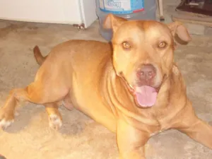 Cachorro raça Pit-Bull idade 6 ou mais anos nome simba