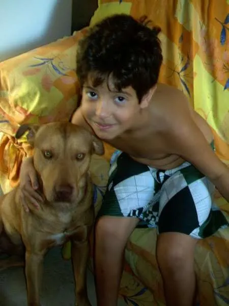 Cachorro raça Pit-Bull idade 6 ou mais anos nome simba