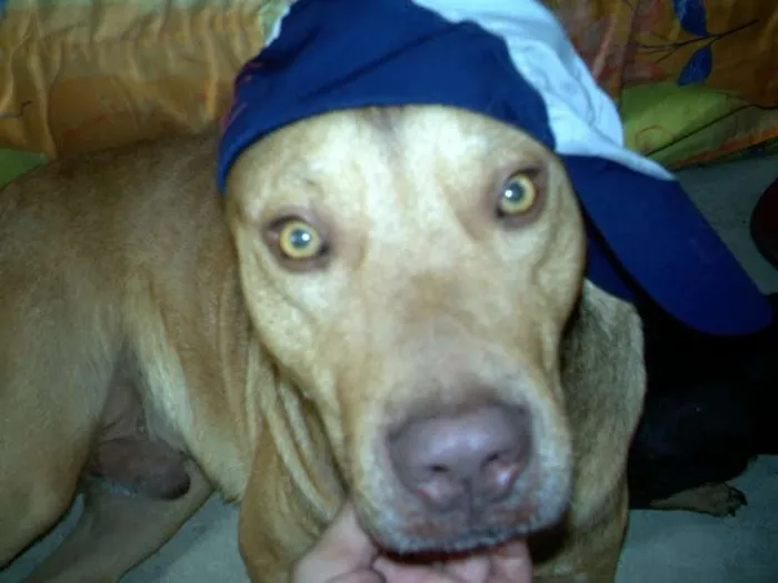 Cachorro raça Pit-Bull idade 6 ou mais anos nome simba