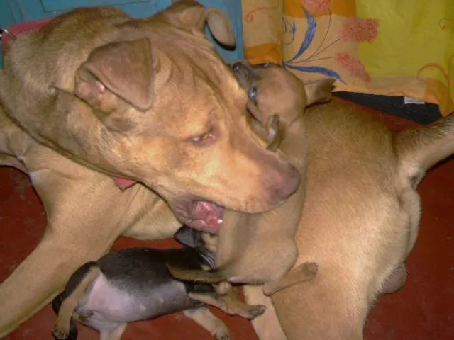 Cachorro raça Pit-Bull idade 6 ou mais anos nome simba