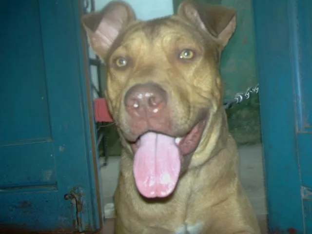 Cachorro raça Pit-Bull idade 6 ou mais anos nome simba