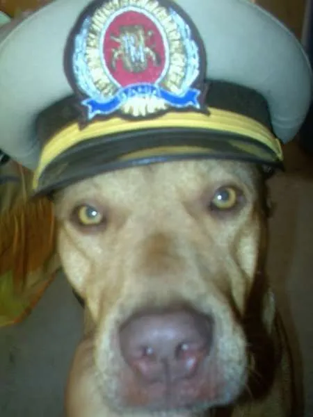 Cachorro raça Pit-Bull idade 6 ou mais anos nome simba