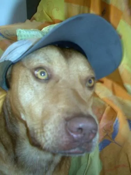 Cachorro raça Pit-Bull idade 6 ou mais anos nome simba