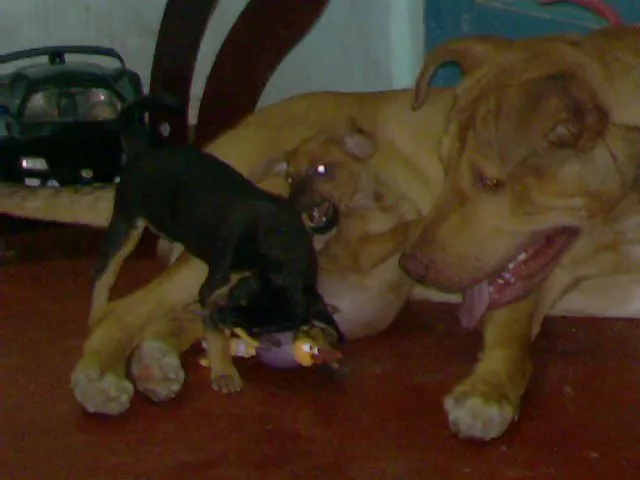 Cachorro raça Pit-Bull idade 6 ou mais anos nome simba