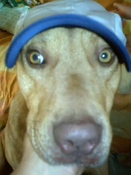 Cachorro raça Pit-Bull idade 6 ou mais anos nome simba