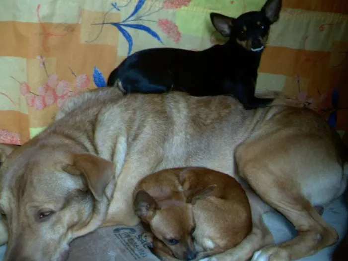 Cachorro raça Pit-Bull idade 6 ou mais anos nome simba