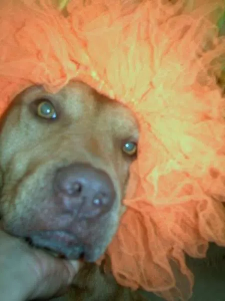 Cachorro raça Pit-Bull idade 6 ou mais anos nome simba