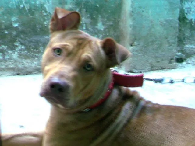Cachorro raça Pit-Bull idade 6 ou mais anos nome simba