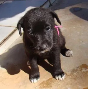Cachorro raça SRD idade Abaixo de 2 meses nome Maria Rosa
