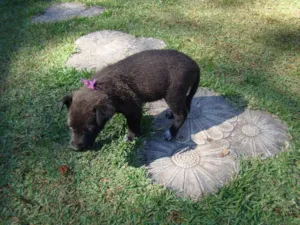 Cachorro raça SRD idade Abaixo de 2 meses nome Maria Lilás