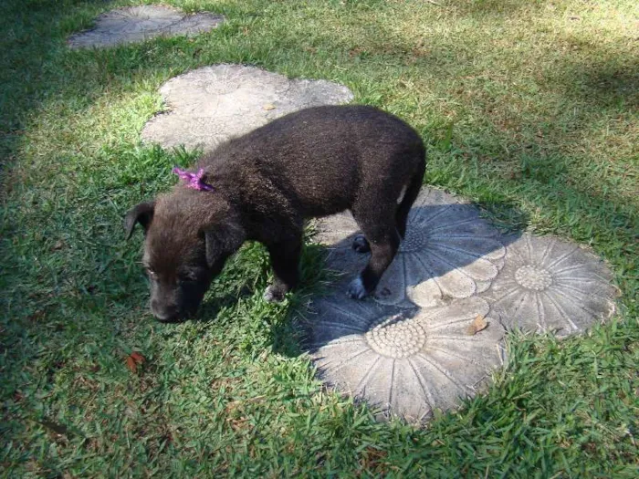 Cachorro ra a SRD idade Abaixo de 2 meses nome Maria Lilás