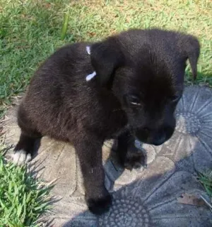 Cachorro raça SRD idade Abaixo de 2 meses nome Pedro Branco