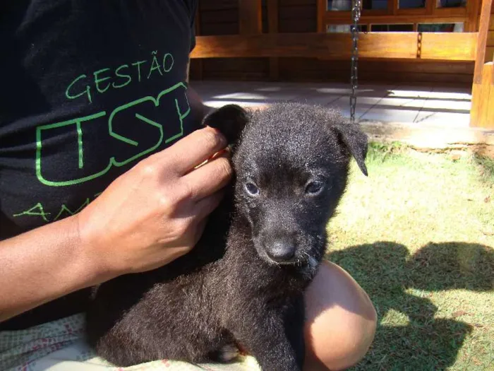Cachorro ra a SRD idade Abaixo de 2 meses nome Pedro Amarelo