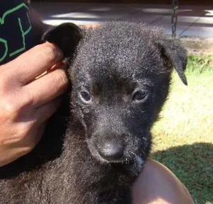 Cachorro raça SRD idade Abaixo de 2 meses nome Pedro Amarelo