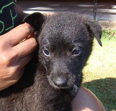 Cachorro ra a SRD idade Abaixo de 2 meses nome Pedro Amarelo