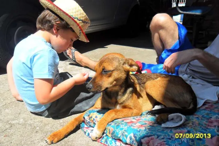 Cachorro ra a SRD idade 2 a 6 meses nome Dorinha