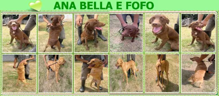 Cachorro ra a Mestiço de labrador idade 1 ano nome Fofo e AnaBella