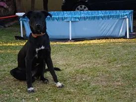 Cachorro raça Labrador idade 2 anos nome Black