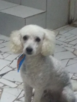 Cachorro raça Poodle idade 2 anos nome Gordo