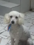 Gordo
