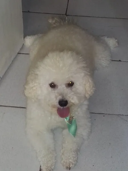 Cachorro ra a Poodle idade 2 anos nome Gordo