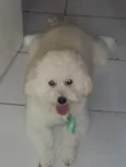 Gordo
