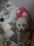 Gordo