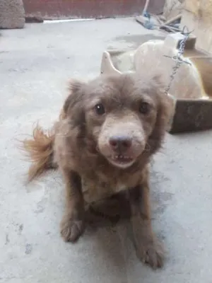 Cachorro raça Viralata idade 2 anos nome Albino