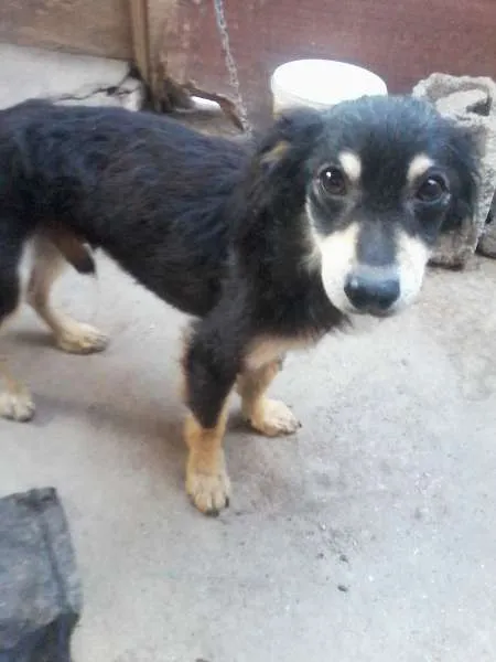 Cachorro ra a Viralata idade 1 ano nome Varios cachorros