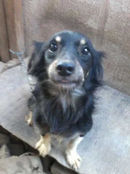 Cachorro ra a Viralata idade 1 ano nome Varios cachorros