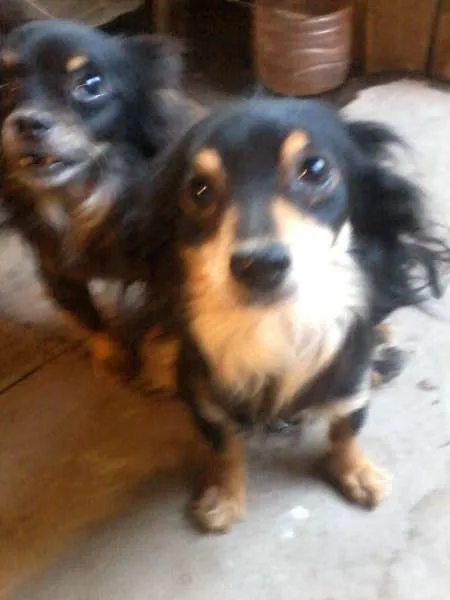 Cachorro ra a Viralata idade 1 ano nome Varios cachorros