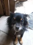Varios cachorros