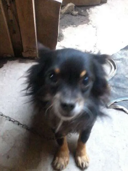 Cachorro ra a Viralata idade 1 ano nome Varios cachorros