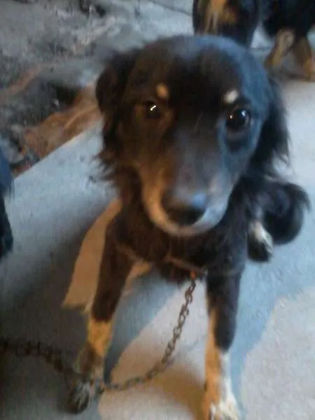 Cachorro ra a Viralata idade 1 ano nome Varios cachorros