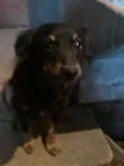 Varios cachorros
