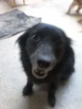 Varios cachorros