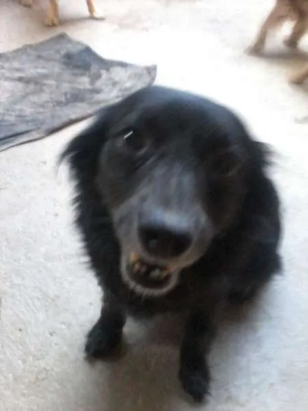 Cachorro ra a Viralata idade 1 ano nome Varios cachorros