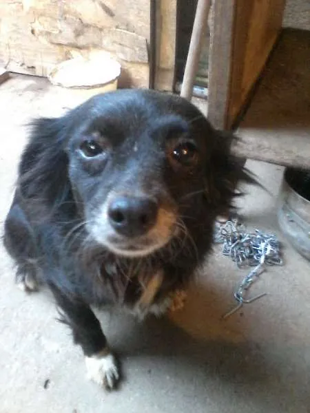 Cachorro ra a Viralata idade 1 ano nome Varios cachorros
