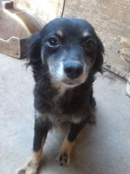 Cachorro ra a Viralata idade 1 ano nome Varios cachorros