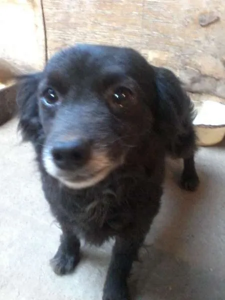 Cachorro ra a Viralata idade 1 ano nome Varios cachorros