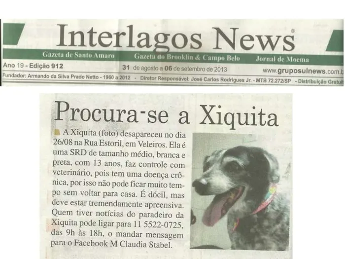 Cachorro ra a SRD idade 6 ou mais anos nome Chiquita GRATIFICA