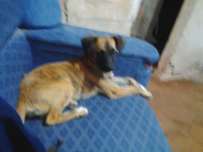 Cachorro raça Vira Lata idade 1 ano nome Sofia