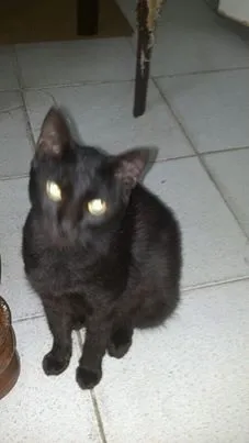 Gato raça SRD idade 1 ano nome Pretinha