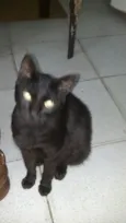 Pretinha